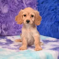 Annie , a female Cockapoo for sale in Donna, TX – 8 of 10