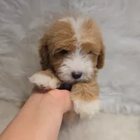 George, a male Maltipoo for sale in Donna, TX – 4 of 7