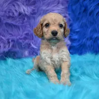 Thor , a male Cockapoo for sale in Donna, TX – 2 of 8