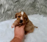 Sergi, a male Cavapoo for sale in Donna, TX – Photo 5 of 8