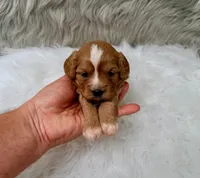 Sergi, a male Cavapoo for sale in Donna, TX – Photo 2 of 8