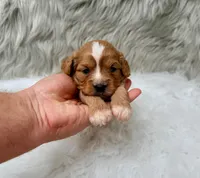 Sergi, a male Cavapoo for sale in Donna, TX – Photo 4 of 8