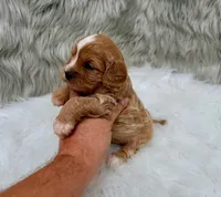 Sergi, a male Cavapoo for sale in Donna, TX – Photo 8 of 8
