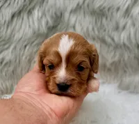 Sergi, a male Cavapoo for sale in Donna, TX – Photo 6 of 8