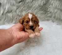Sergi, a male Cavapoo for sale in Donna, TX – Photo 3 of 8