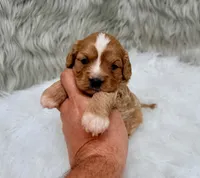 Sergi, a male Cavapoo for sale in Donna, TX – Photo 1 of 8