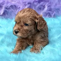 Henry , a male Cavapoo for sale in Donna, TX – 7 of 7