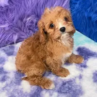 Stella , a female Cavapoo for sale in Donna, TX – 3 of 10