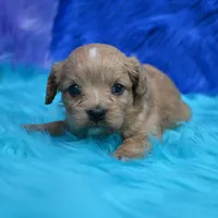 Dixie , a female Cavapoo for sale in Donna, TX – 2 of 7