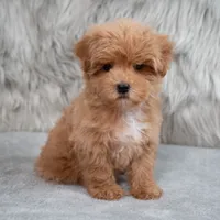 Bailey , a female Maltipoo for sale in Donna, TX – 5 of 7