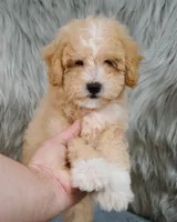 Leo  Micro-Mini, a male Miniature Goldendoodle for sale in Donna, TX – 2 of 10