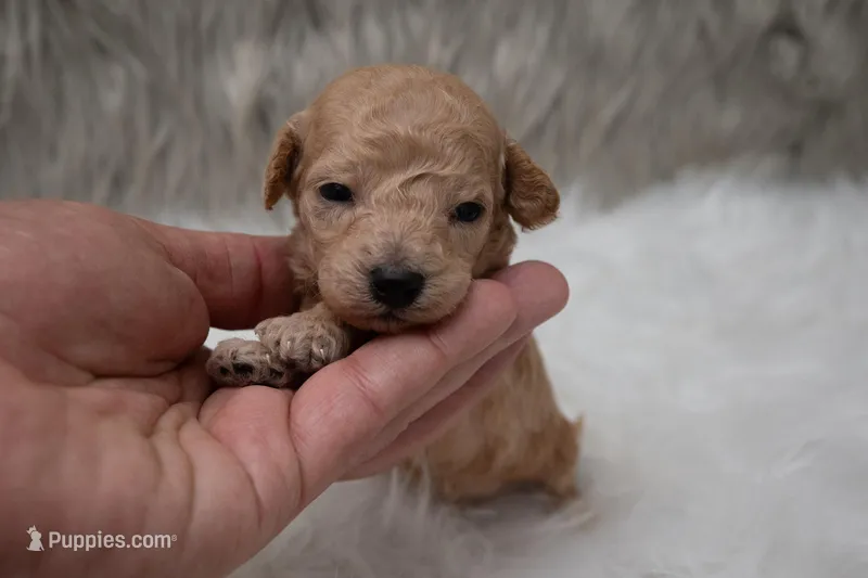 Max  Micro-Mini – Miniature Goldendoodle puppy for sale in Donna, TX