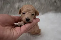 Max  Micro-Mini, a male Miniature Goldendoodle for sale in Donna, TX – Photo 1 of 6