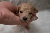 Max  Micro-Mini, a male Miniature Goldendoodle for sale in Donna, TX – Photo 5 of 6