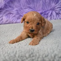 Apollo, a male Cavapoo for sale in Donna, TX – 2 of 10