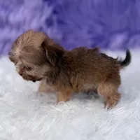 Baxter, a male Shihpoo for sale in Donna, TX – 6 of 9