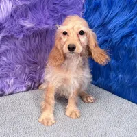 Annie  - 7 day return guarantees, a female Cockapoo for sale in Donna, TX – 10 of 10