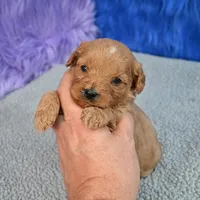 Apollo, a male Cavapoo for sale in Donna, TX – 10 of 10