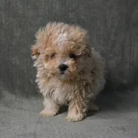 Max, a male Maltipoo for sale in Donna, TX – 5 of 9