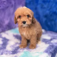Scout , a male Cavapoo for sale in Donna, TX – 5 of 10