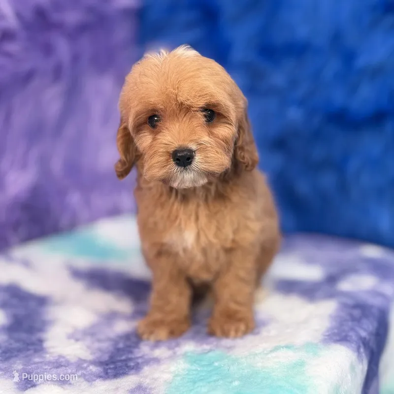 Scout - 7 day return guarantees, a male Cavapoo for sale in Donna, TX – 1 of 7