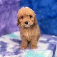 Scout , a male Cavapoo for sale in Donna, TX – 4 of 10