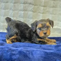 John , a male Yorkshire Terrier for sale in Donna, TX – 3 of 10