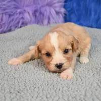Moose - 7 day return guarantees, a male Cavapoo for sale in Donna, TX – 2 of 10