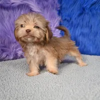 Baxter , a male Shihpoo for sale in Donna, TX – 10 of 10