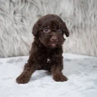 Vilma , a female Poodle - Miniature  for sale in Donna, TX – 7 of 7