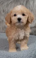 Archie  Micro-Mini, a male Miniature Goldendoodle for sale in Donna, TX – 4 of 7