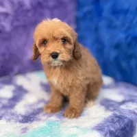 Scout , a male Cavapoo for sale in Donna, TX – 6 of 10