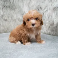 Monic , a female Maltipoo for sale in Donna, TX – 3 of 7