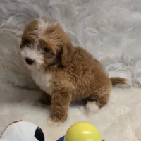 George, a male Maltipoo for sale in Donna, TX – 3 of 7
