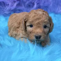 Oliver , a male Poodle - Miniature  for sale in Donna, TX – 6 of 9