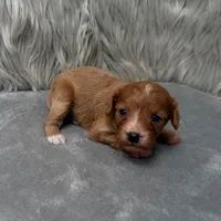 Moose , a male Cavapoo for sale in Donna, TX – Photo 6 of 10