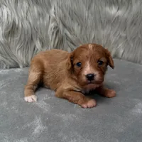 Moose , a male Cavapoo for sale in Donna, TX – Photo 4 of 10