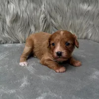 Moose , a male Cavapoo for sale in Donna, TX – Photo 9 of 10