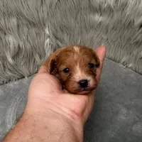 Moose , a male Cavapoo for sale in Donna, TX – Photo 7 of 10