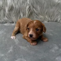 Moose , a male Cavapoo for sale in Donna, TX – Photo 3 of 10