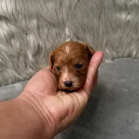 Moose , a male Cavapoo for sale in Donna, TX – Photo 2 of 10