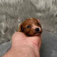 Moose , a male Cavapoo for sale in Donna, TX – Photo 1 of 10