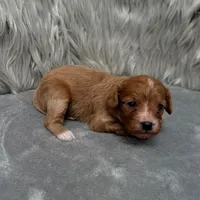 Moose , a male Cavapoo for sale in Donna, TX – Photo 10 of 10