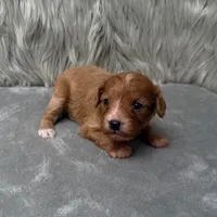 Moose , a male Cavapoo for sale in Donna, TX – Photo 5 of 10