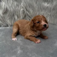 Moose , a male Cavapoo for sale in Donna, TX – Photo 8 of 10