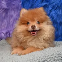 Teddy, a male Pomeranian for sale in Donna, TX – 3 of 9