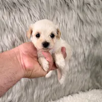 Luna, a female Maltipoo for sale in Donna, TX – 3 of 5