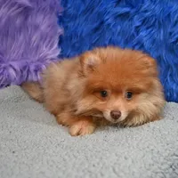 Teddy, a male Pomeranian for sale in Donna, TX – 6 of 9