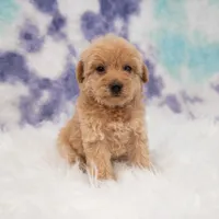 Luis , a male Maltipoo for sale in Donna, TX – 4 of 7