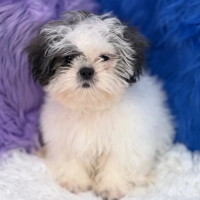 Charlie – Mal Shi puppy for sale in Donna, TX
